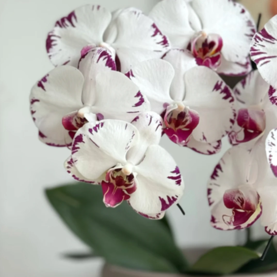 蝴蝶兰【黑闪电】2.8寸杯带花剑，没有开花