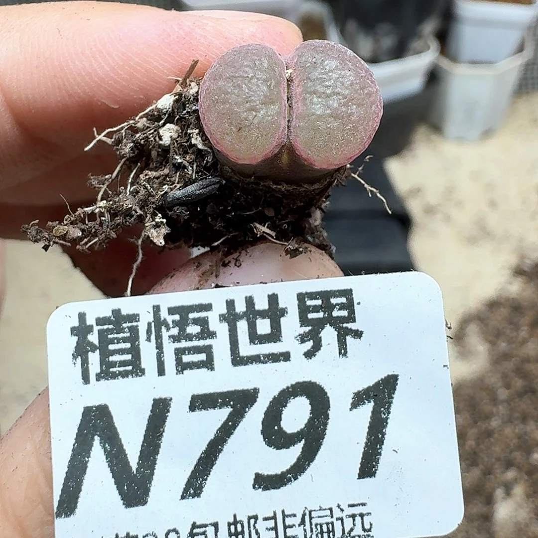 多肉植物的润泽发发