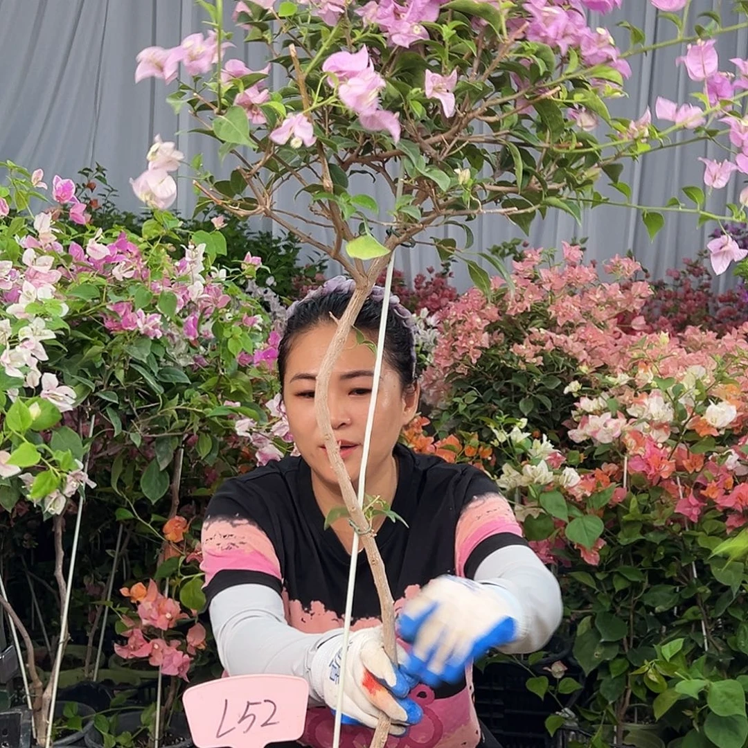 Y***y大部分花苞少量开放L52巴西紫