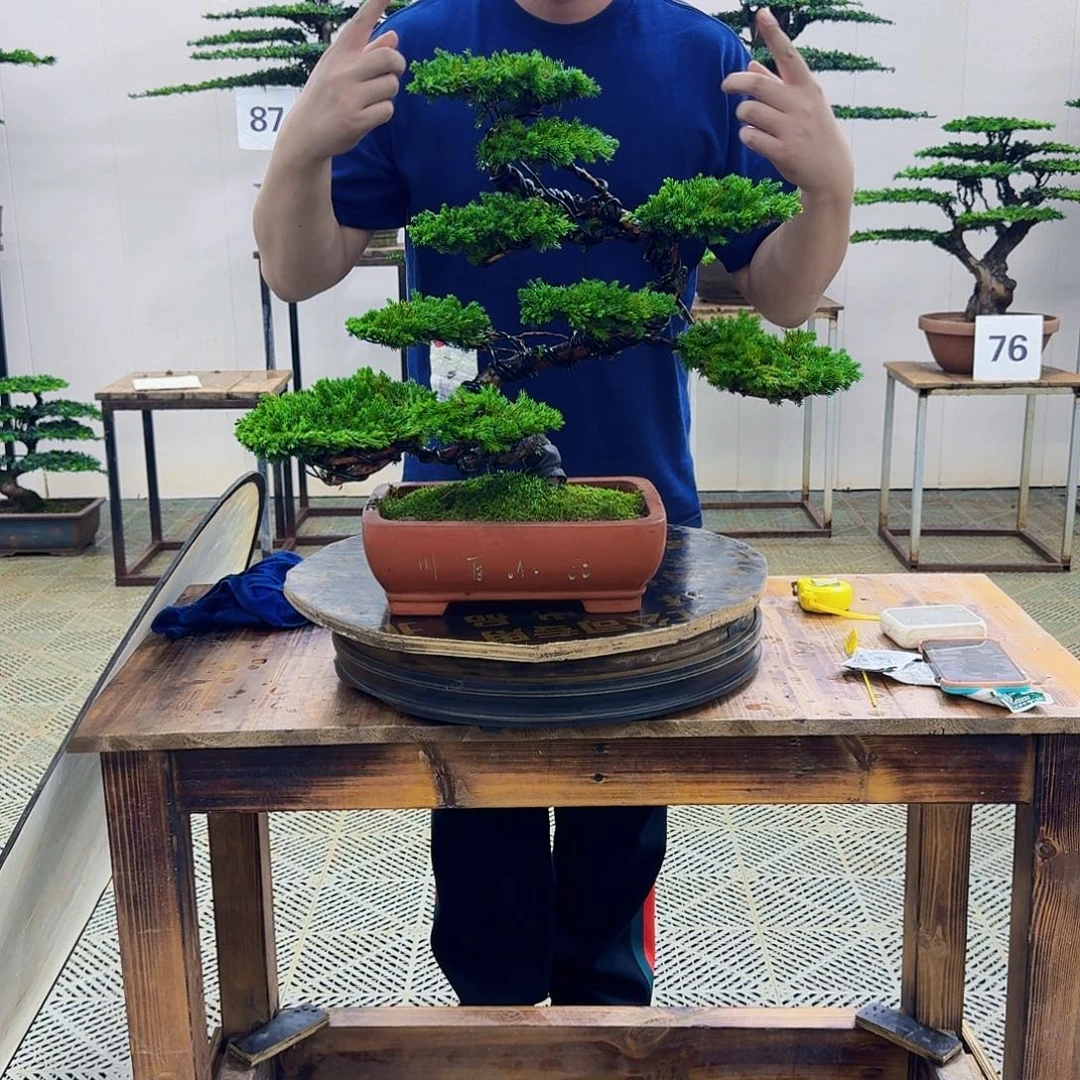 无花朵柏树造型盆景