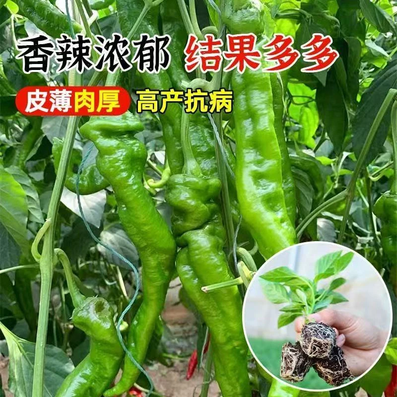 高产螺丝椒秧苗辣椒苗香辣椒苗带土薄皮秧苗大果辣椒秧