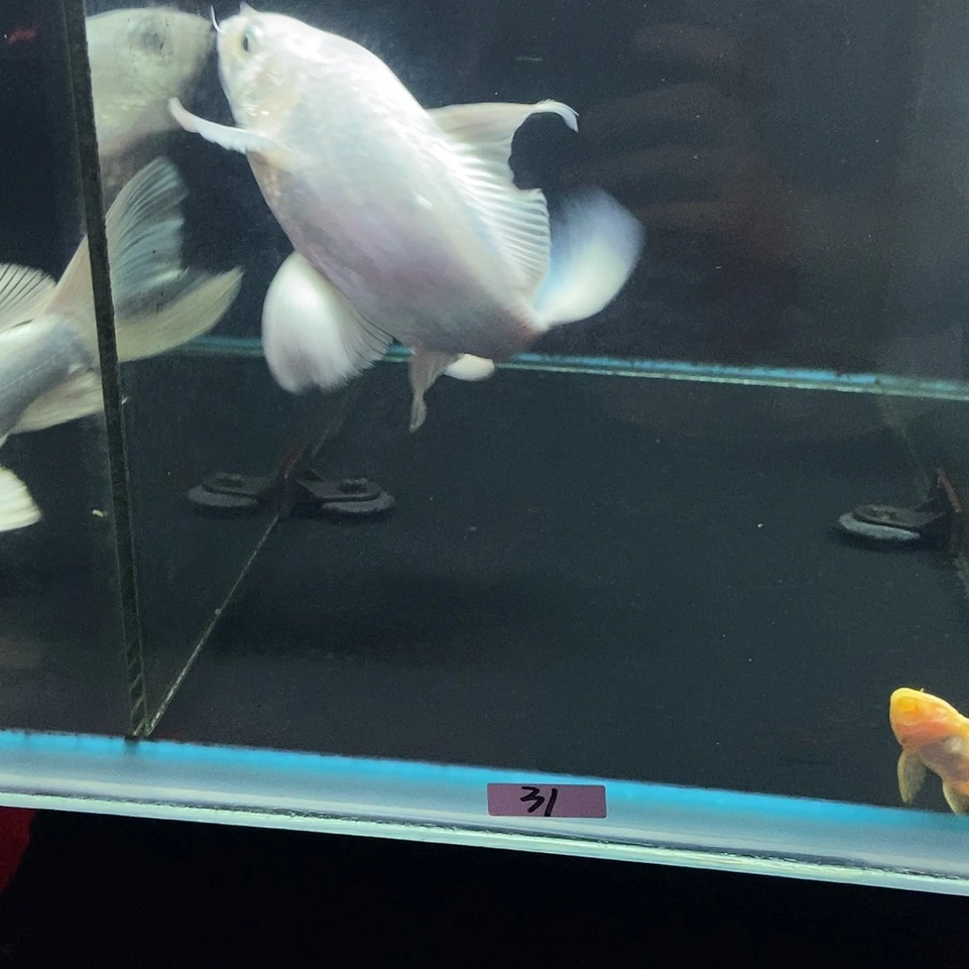 蝴蝶鲤鱼31号白色蝴蝶鲤