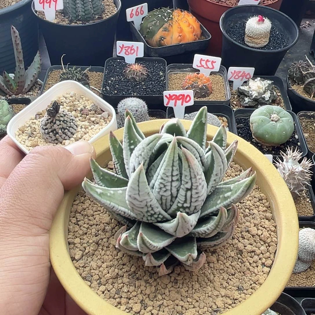 蛋*粉丝专拍仙人球多肉植物