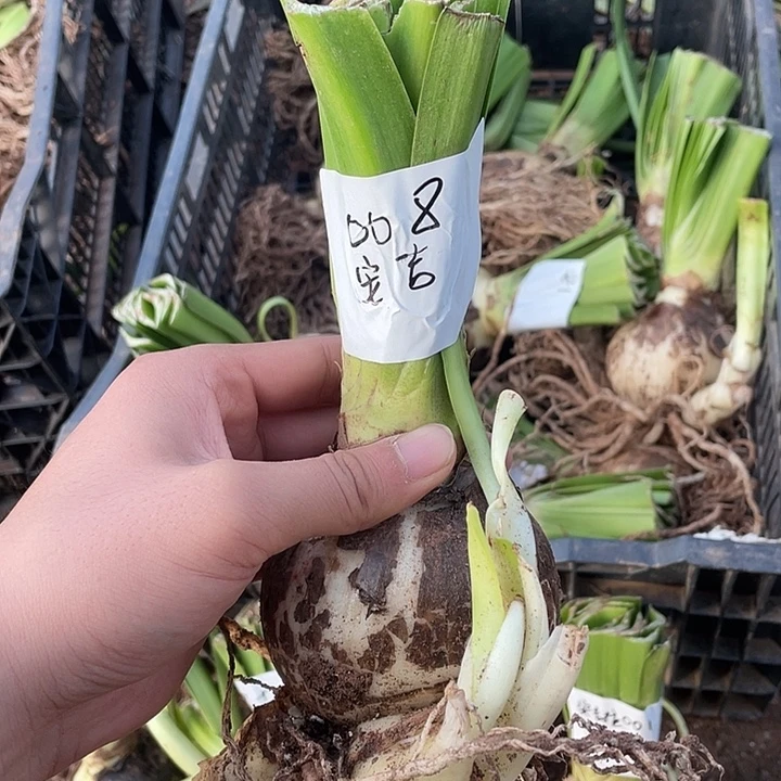 008安吉拉8.5公粉带五测