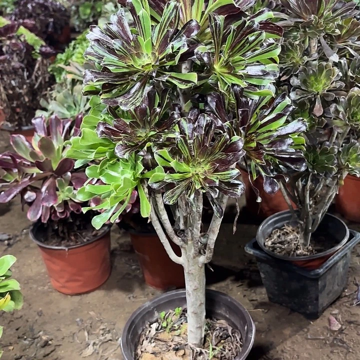 多肉植物万拉丝89