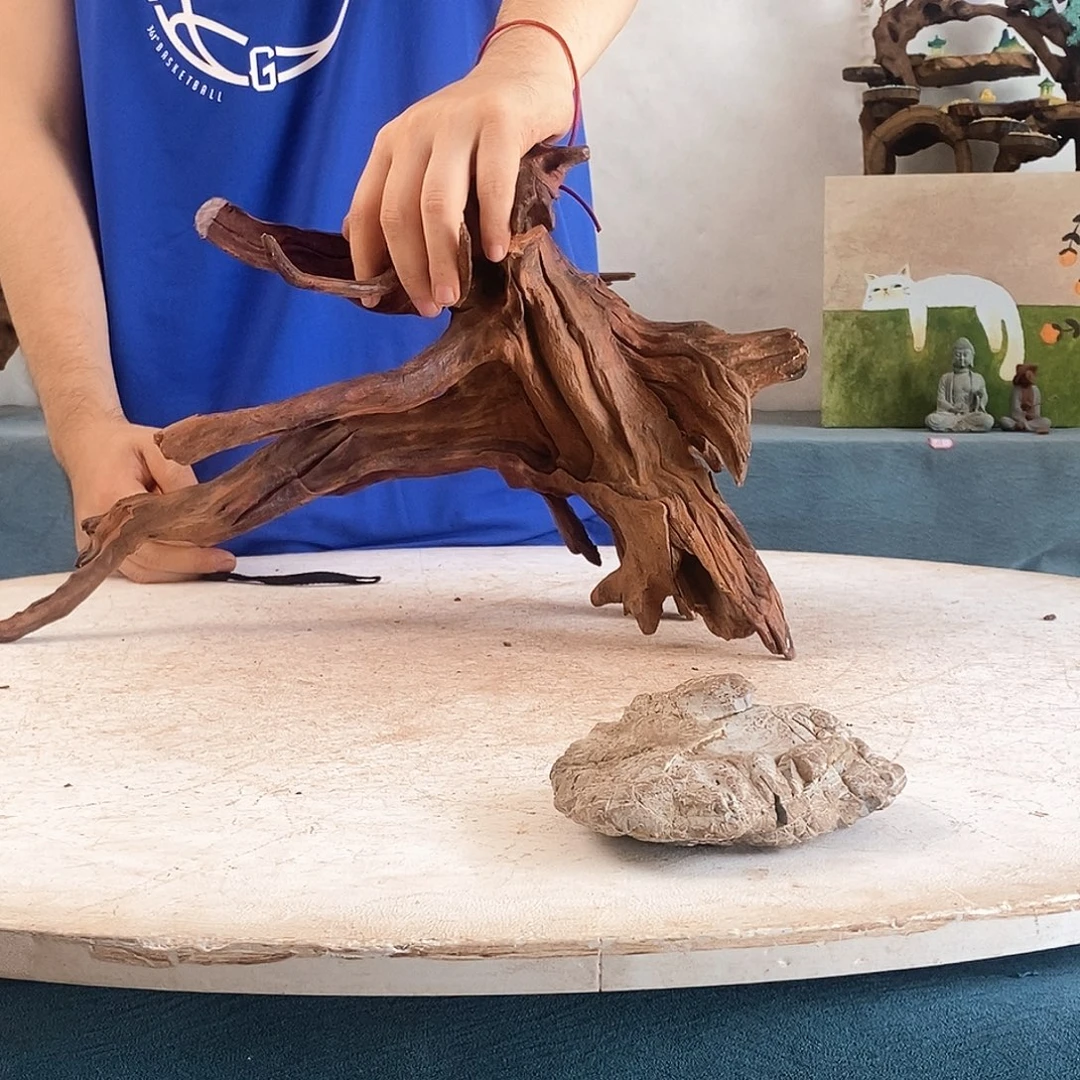 沉木造景寄居蟹造景