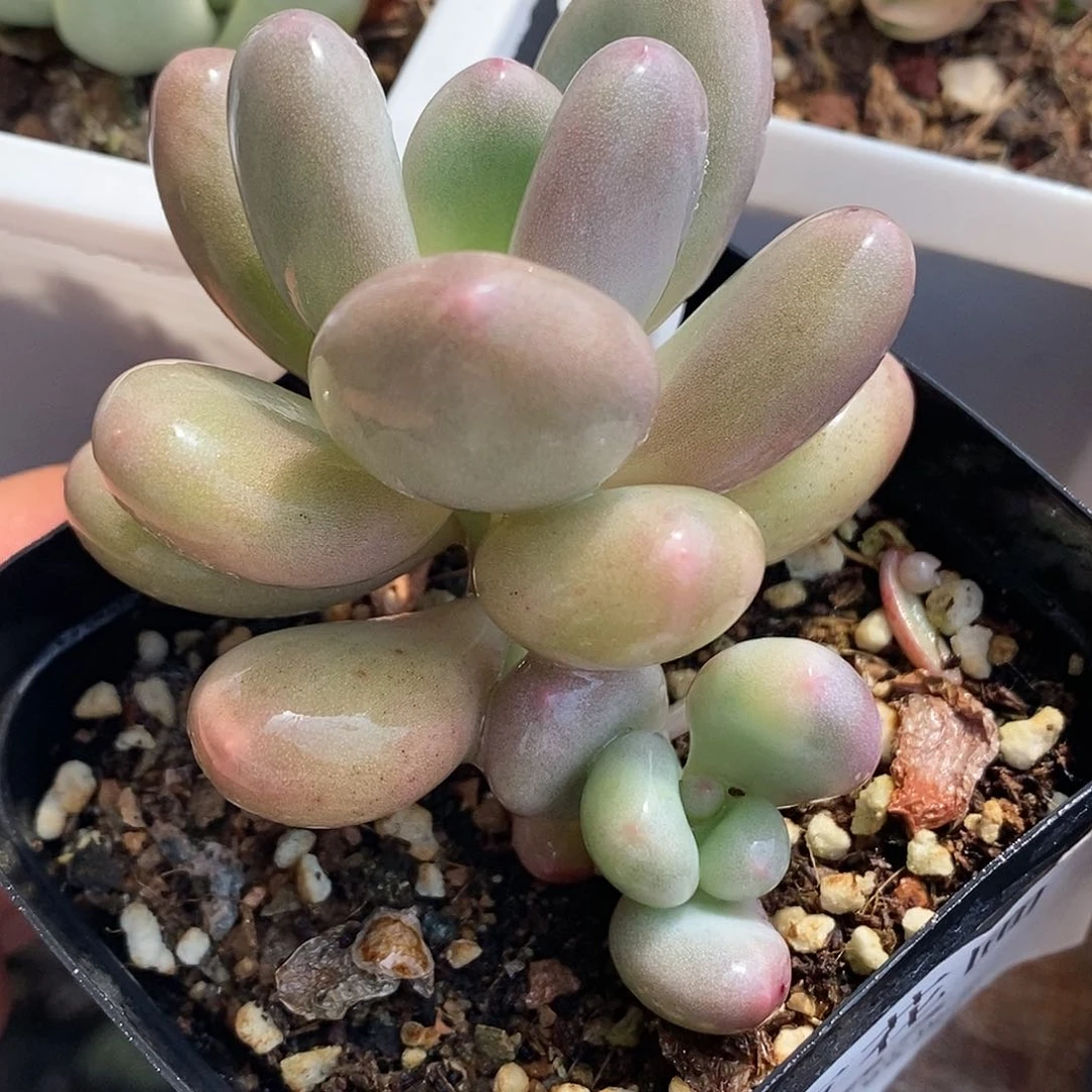 蛋黄奶锦 小方花圃一物一拍