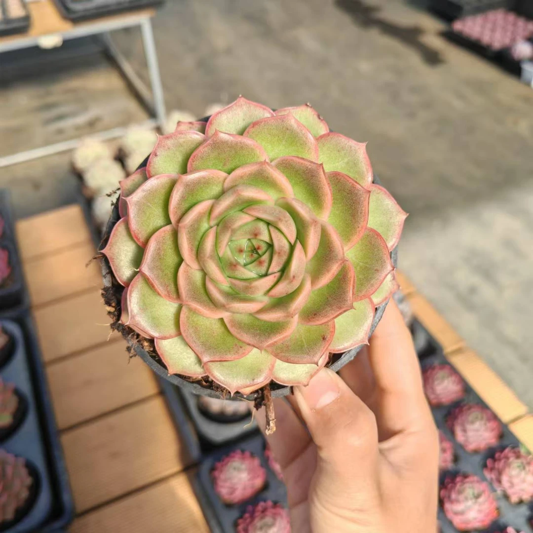 10#冰玛奇朵（水晶版） 多肉植物  前男友精品多肉  SM0971