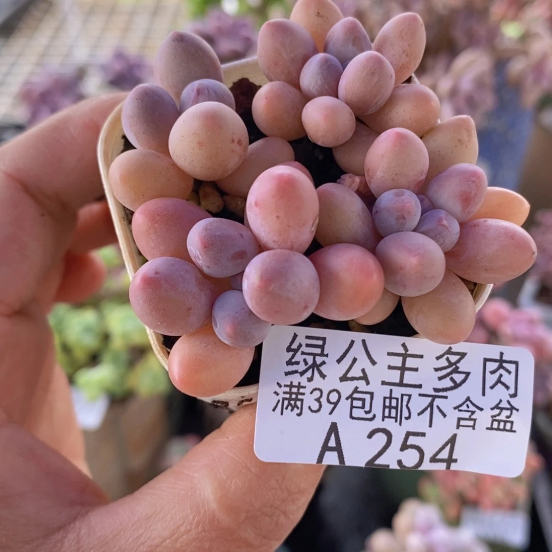 粉红泡泡4棵254多肉植物