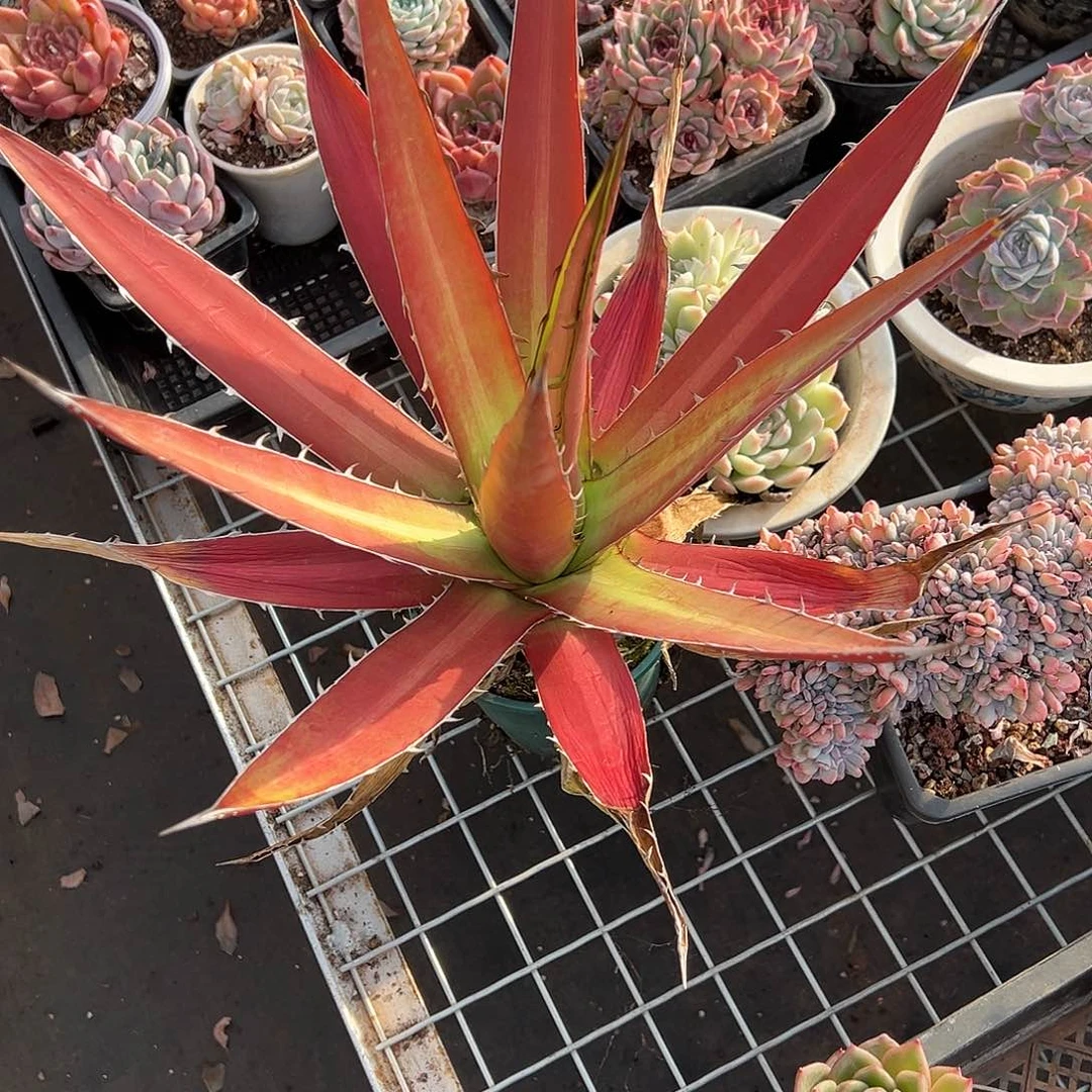 精品龙舌兰一物一拍领取龙舌兰一物一拍