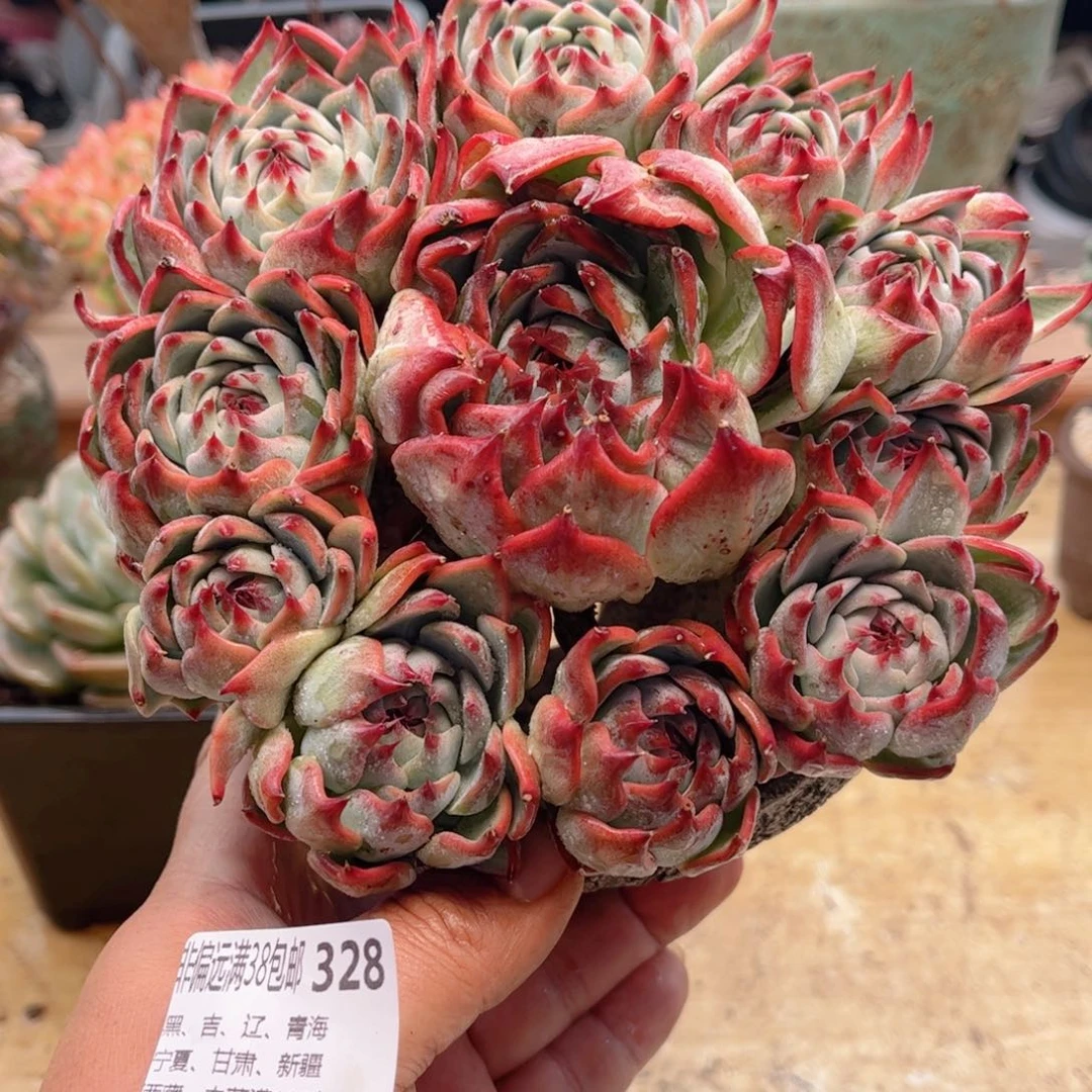 328吉娃娃德华多肉