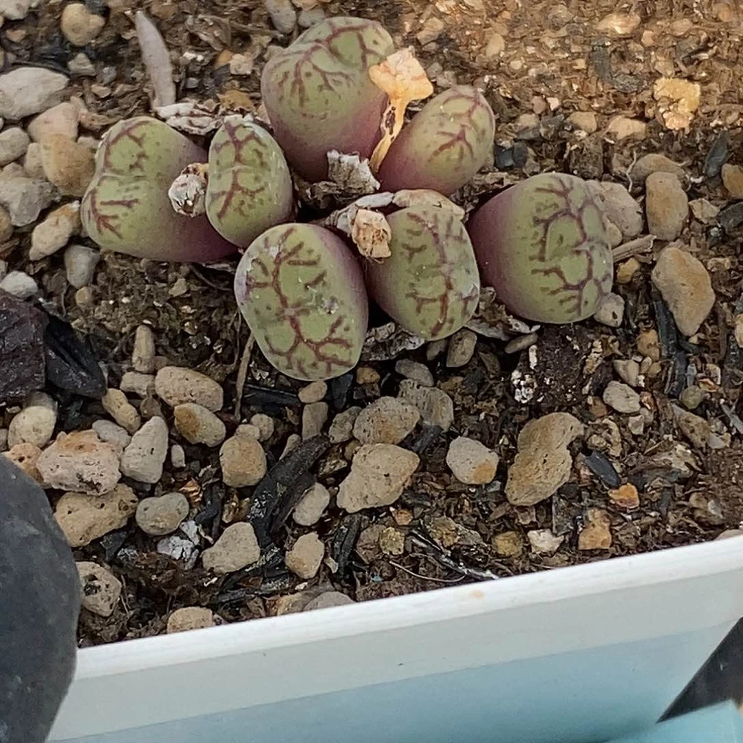 桃喜花园0602-40杂交福利