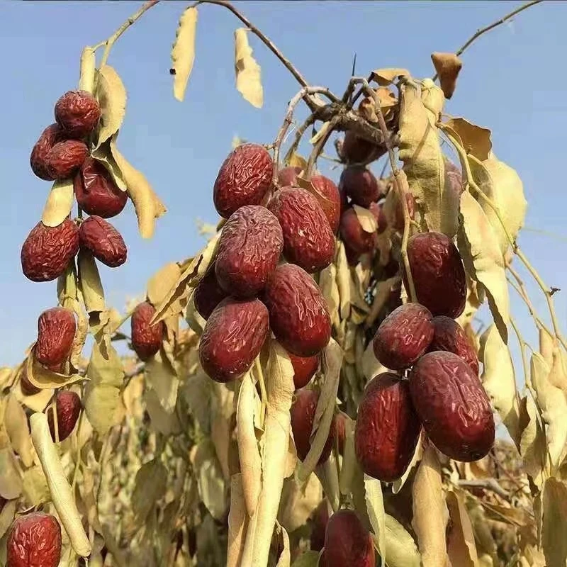 一级灰枣  新疆若羌原生态吊干红枣未加工未清洗甜糯可口的零食