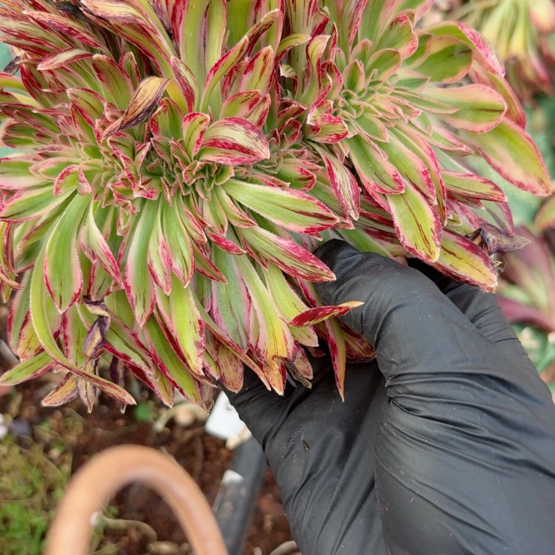 嗯8903 号多肉法师特价没有根