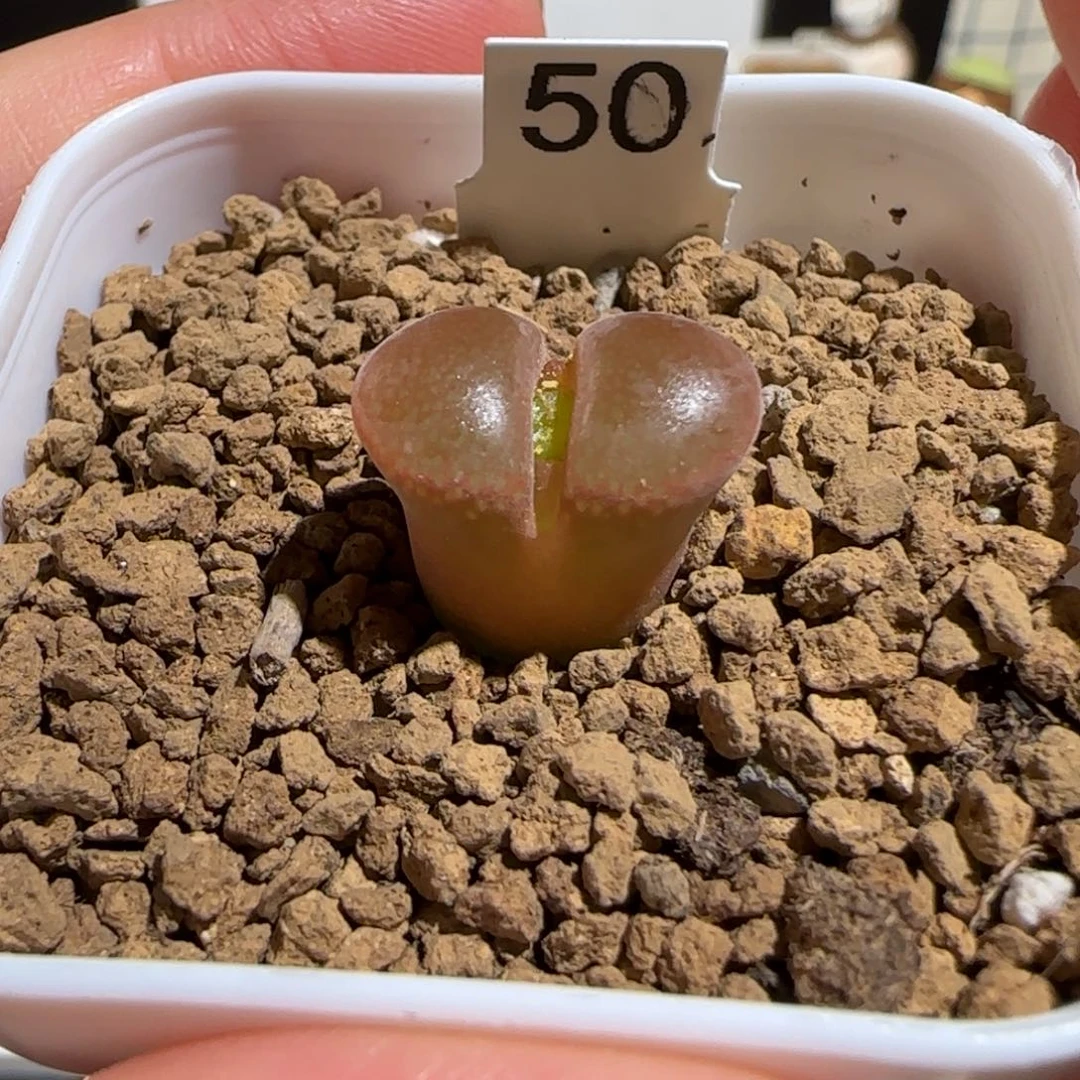 肉锥多肉植物组合-红风铃1311