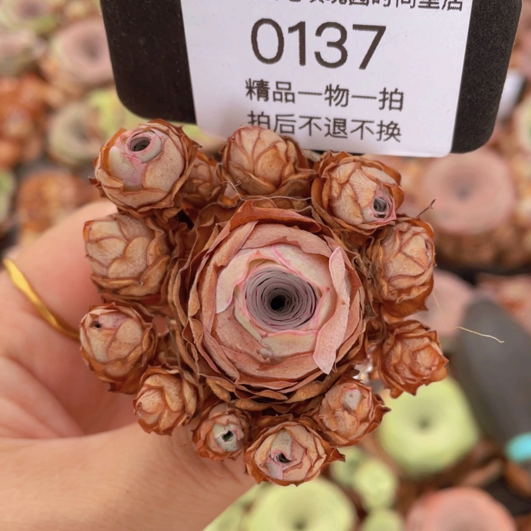 山地玫瑰0137裸根发货断枝不包损不售后