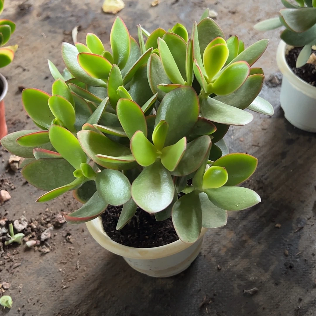 3年玉树带盆土发货