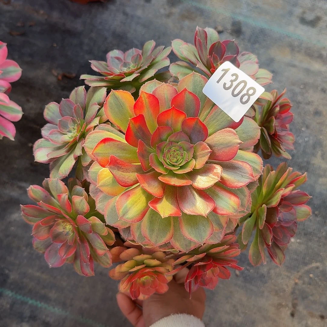 1308火狐44冠服22左右