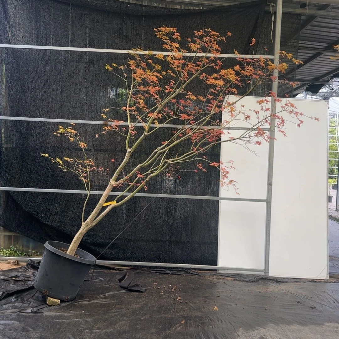 无花朵红乙女一物一拍