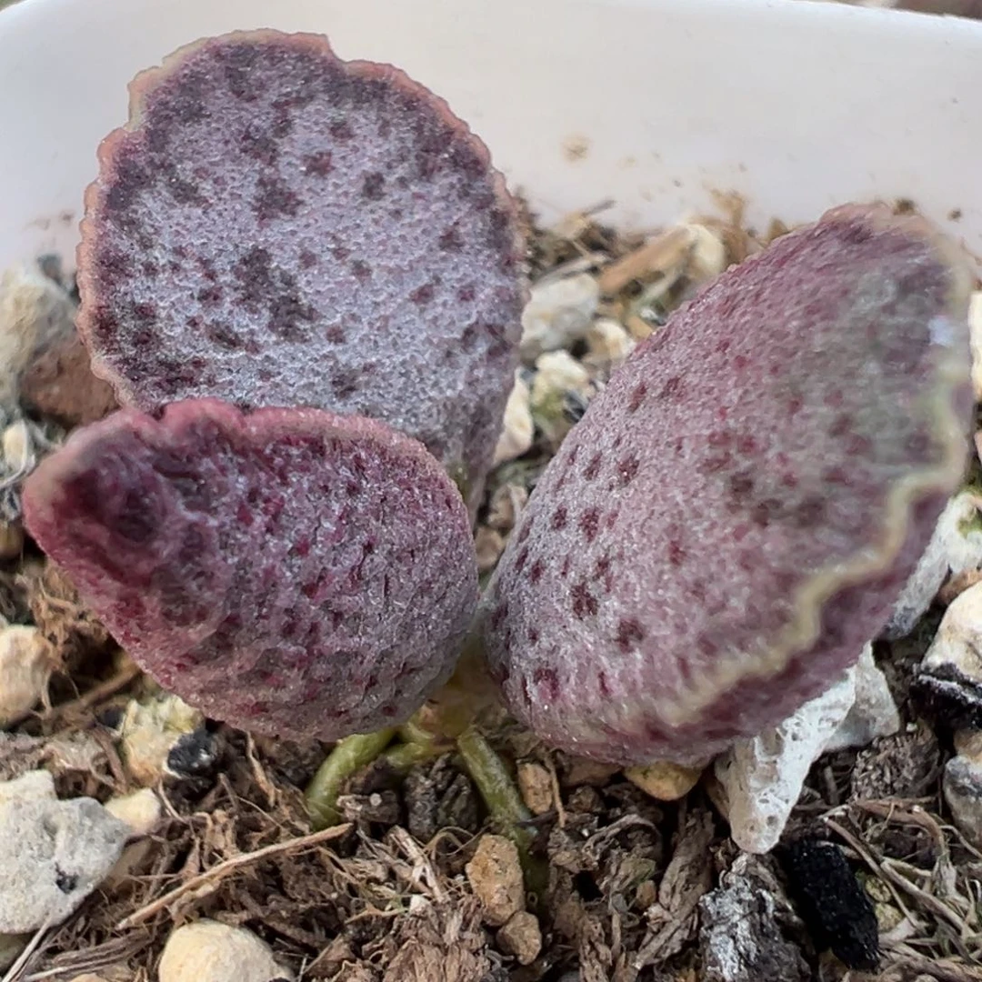 实生新品多肉植物水泡多肉植物