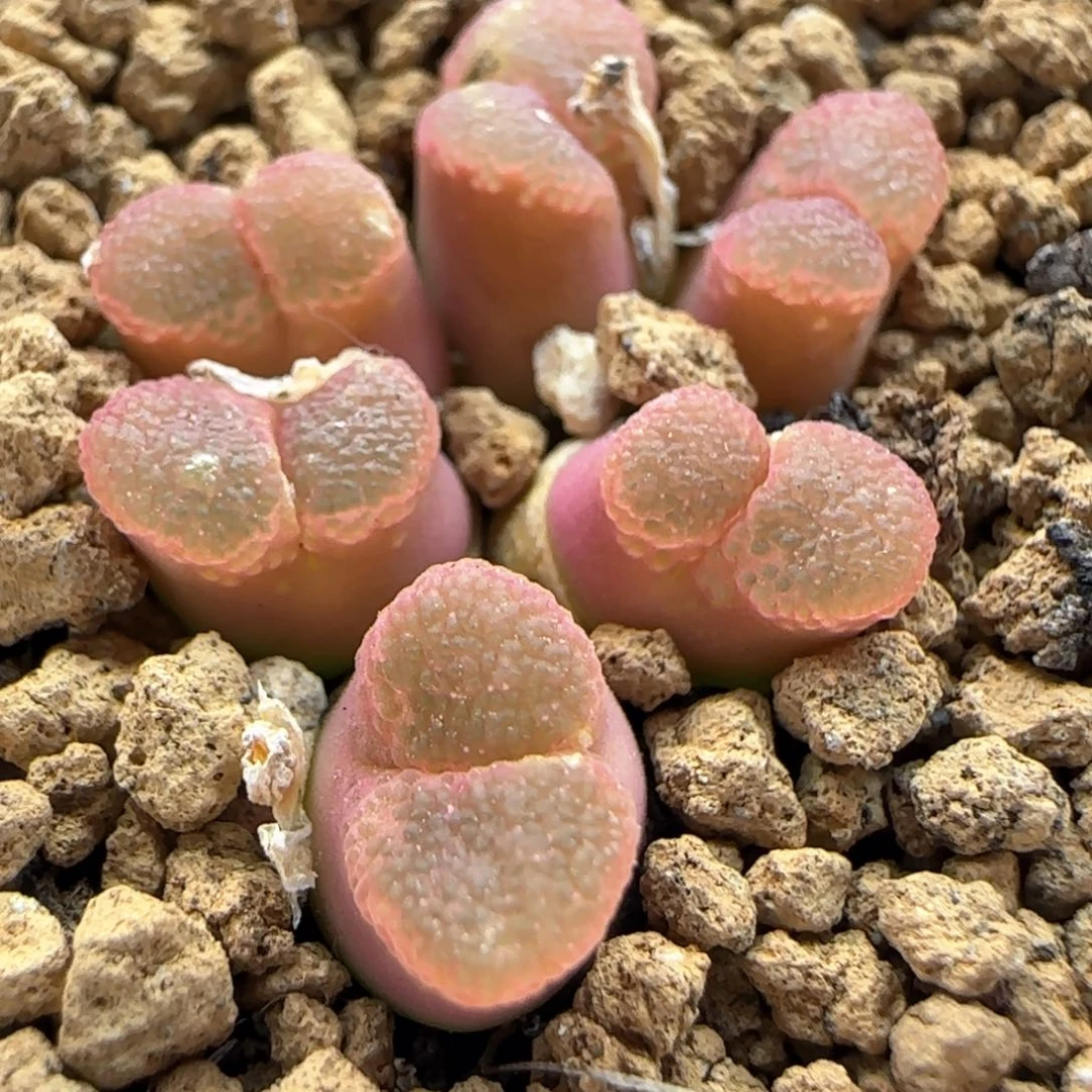 5527 大白多肉植物园