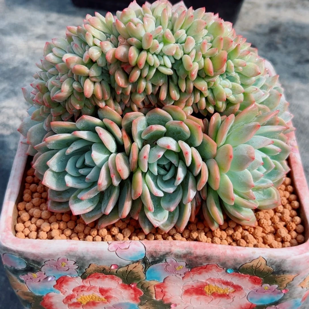 多肉植物多肉植物
