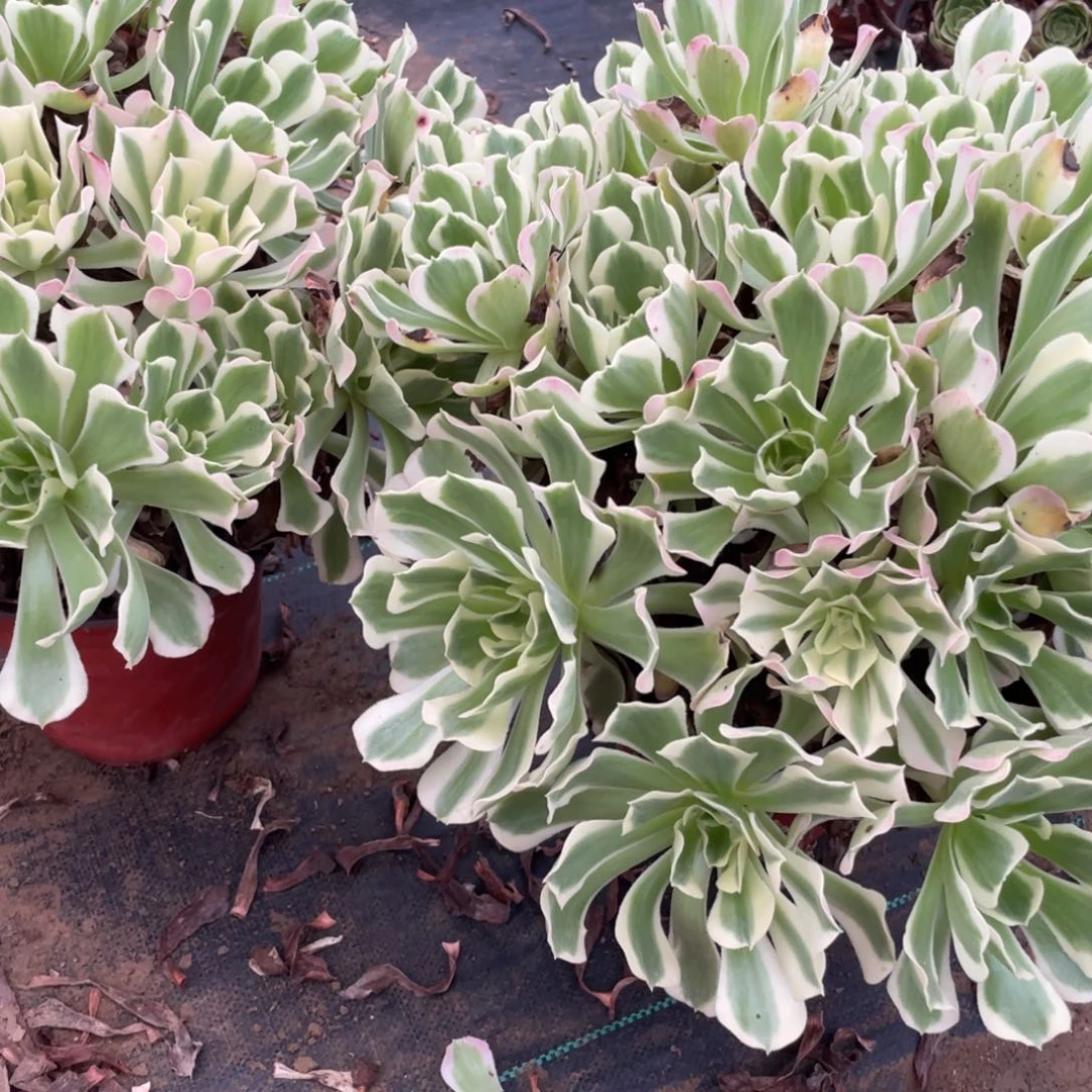 忠***信13578984235426512355688558555