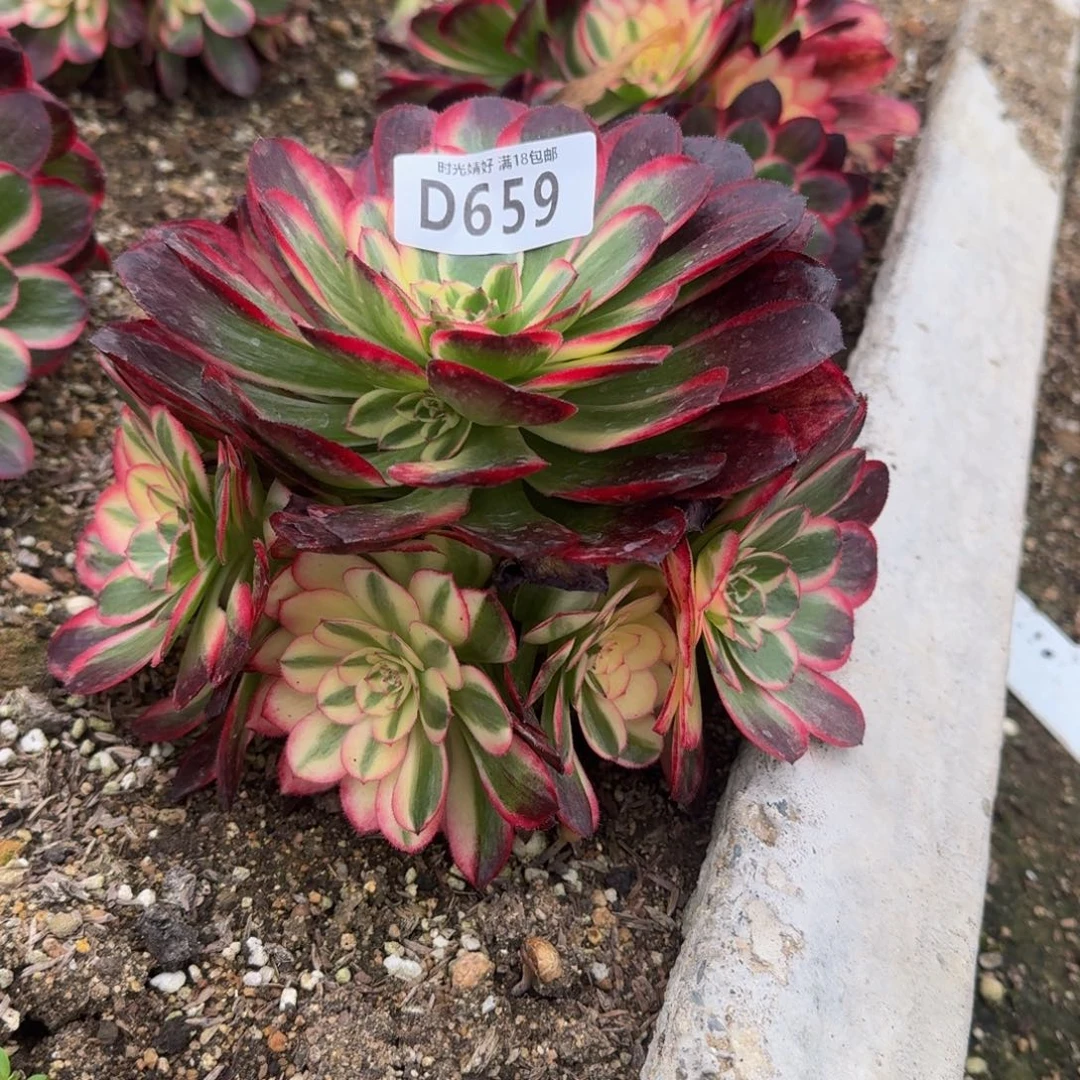659海神多肉植物