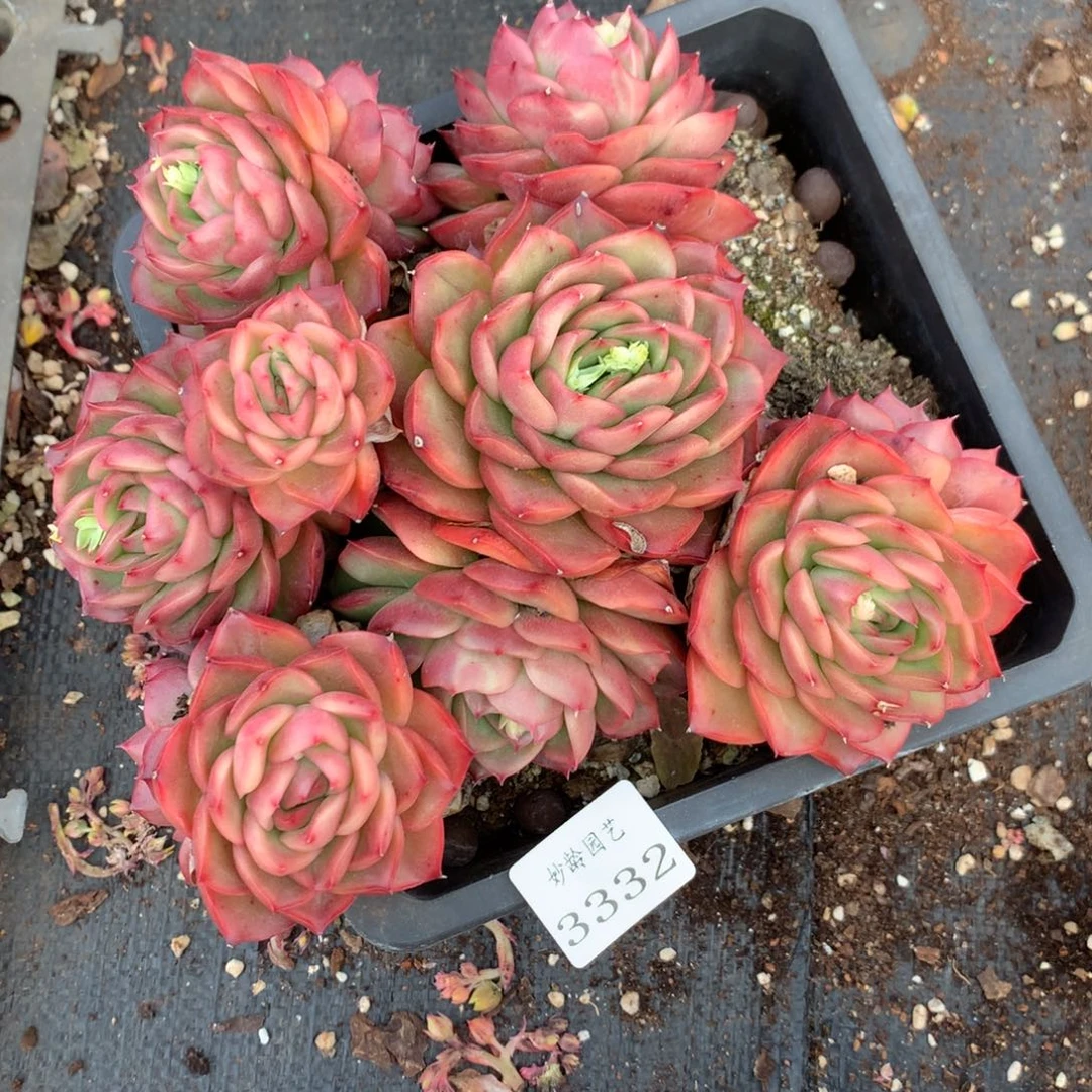 3332杂交精品基地18厘米