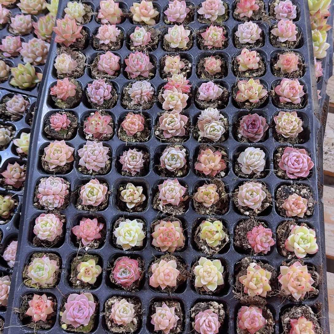 直播福利一物一拍526