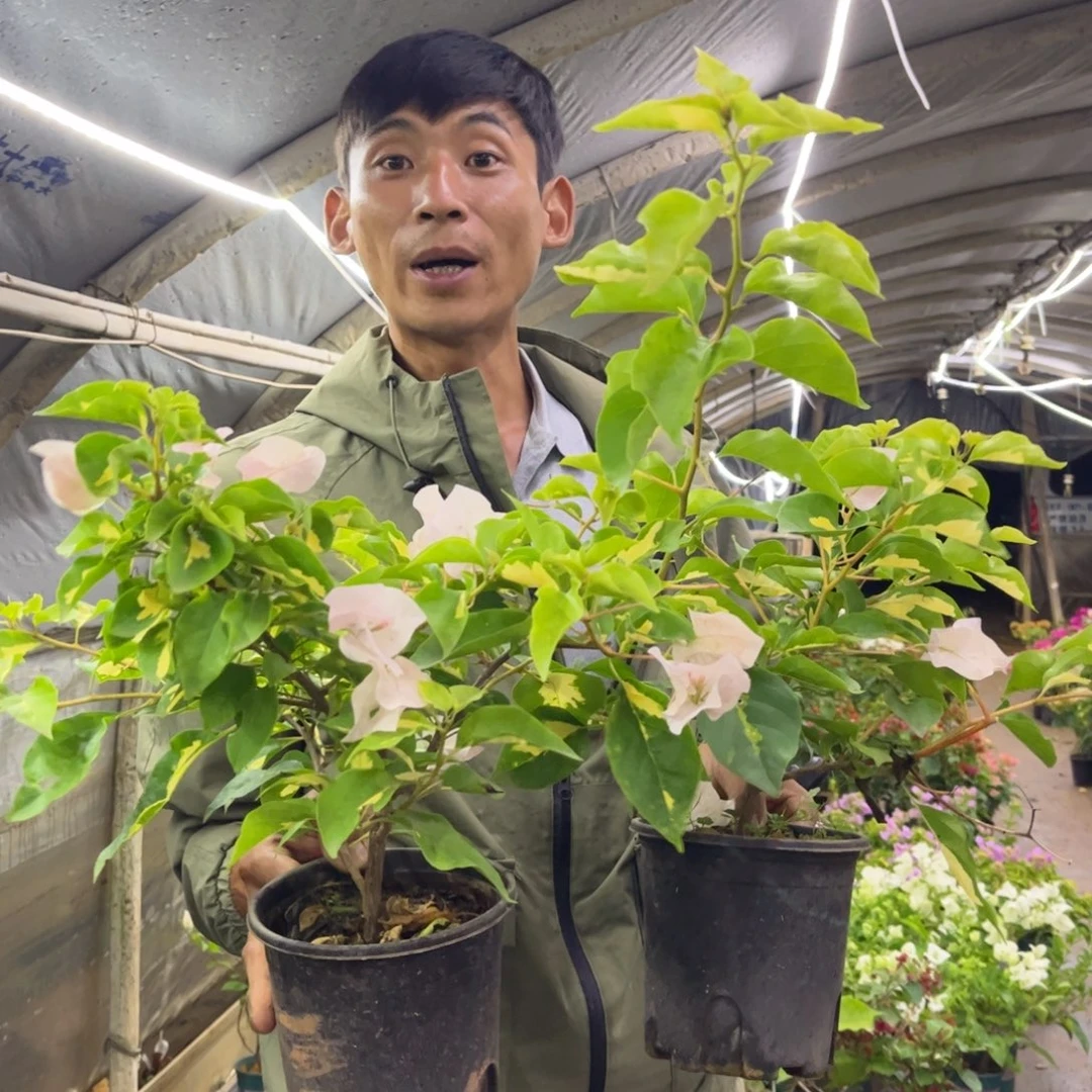 完全开放（金心黄白）三角梅会落花落叶会光杆苗有大有小
