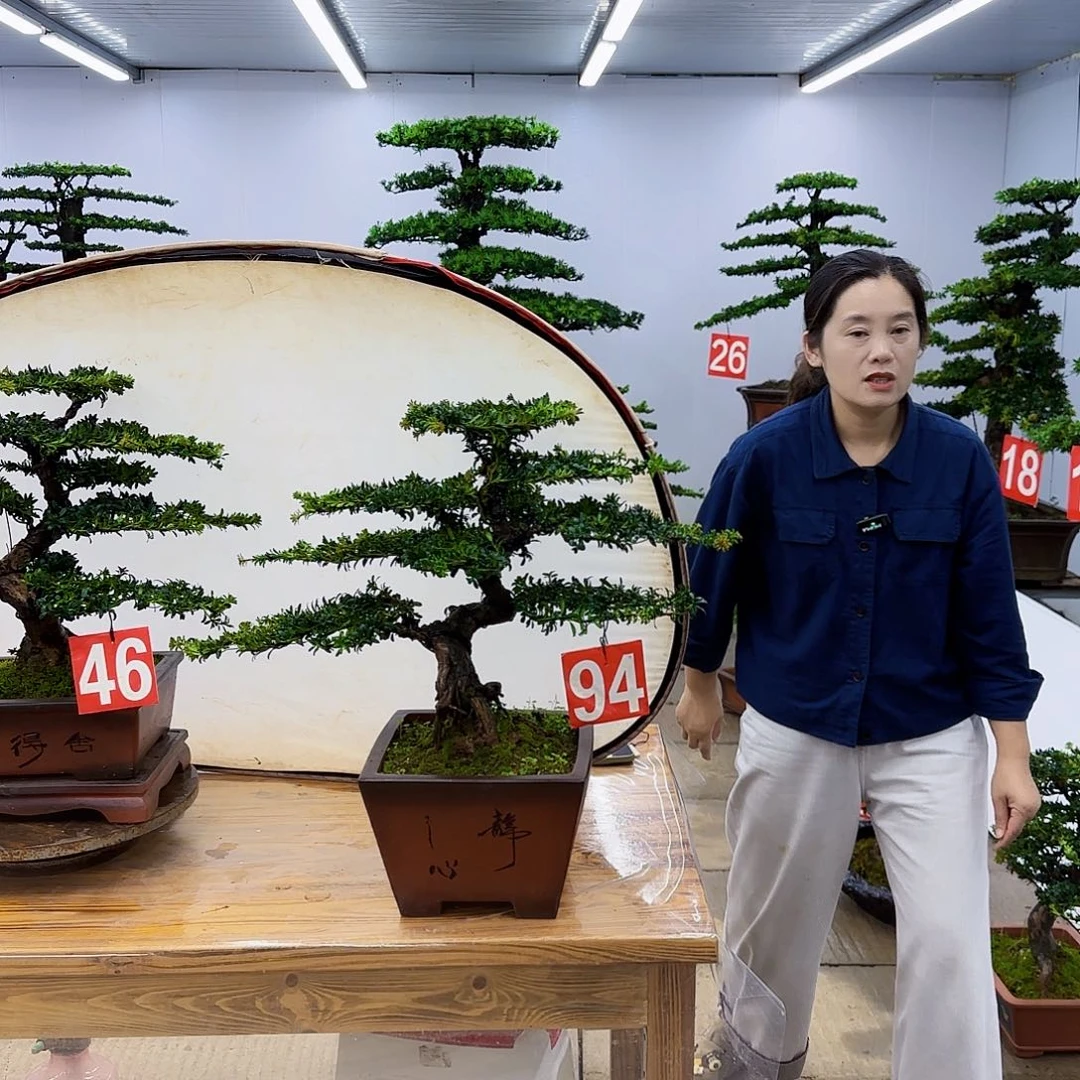 无花朵盆景直播间