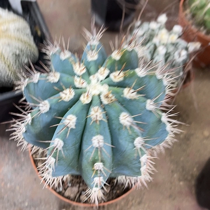 仙人球开花仙人球上