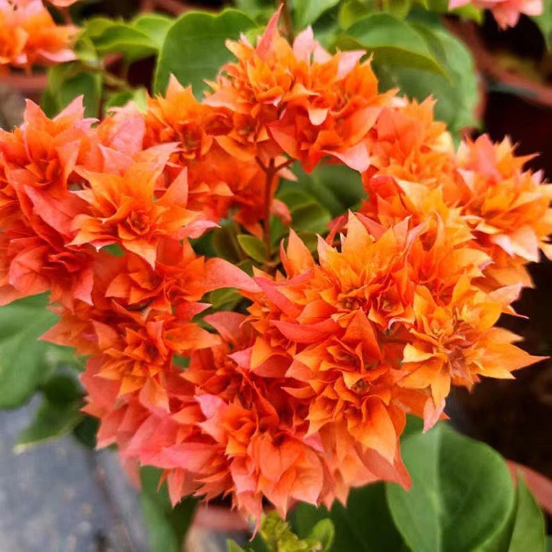 重瓣橙 三角梅绿植花卉 壮苗【不带花】发货