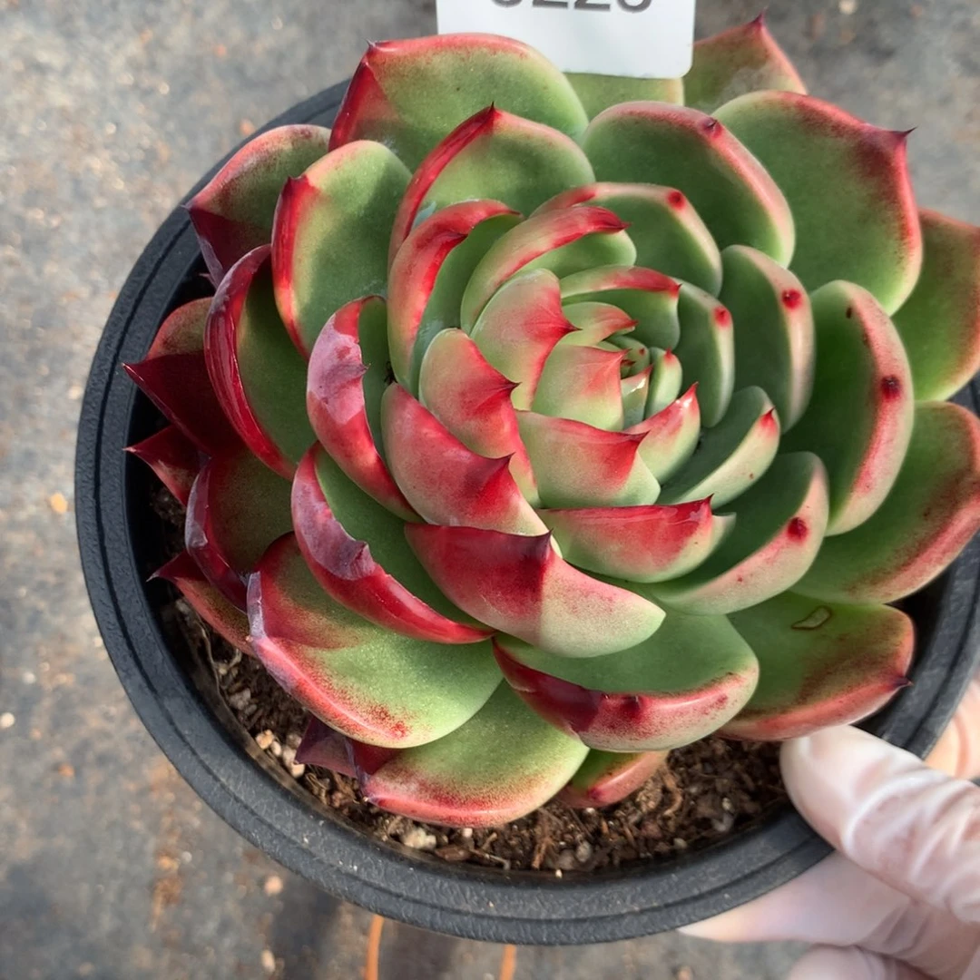 ℳ***℘3228一物一拍阴阳11厘米