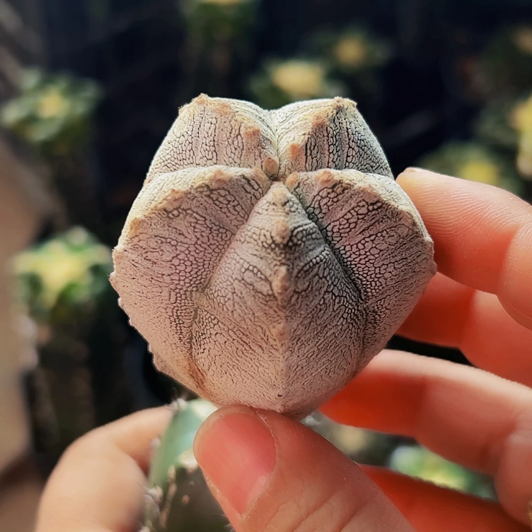 无花朵福利恩中v120