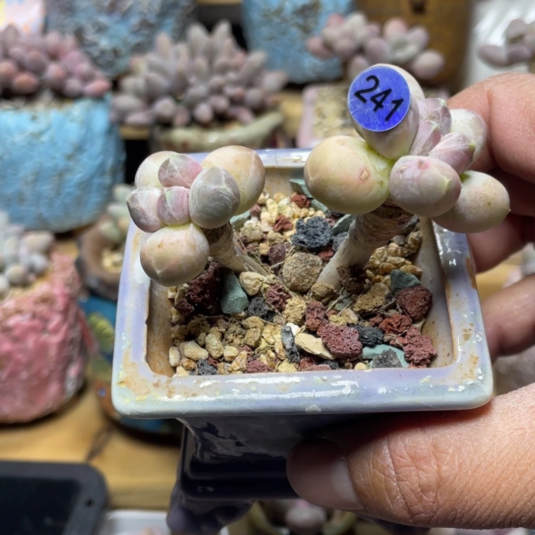 乌拉克拉多肉植物