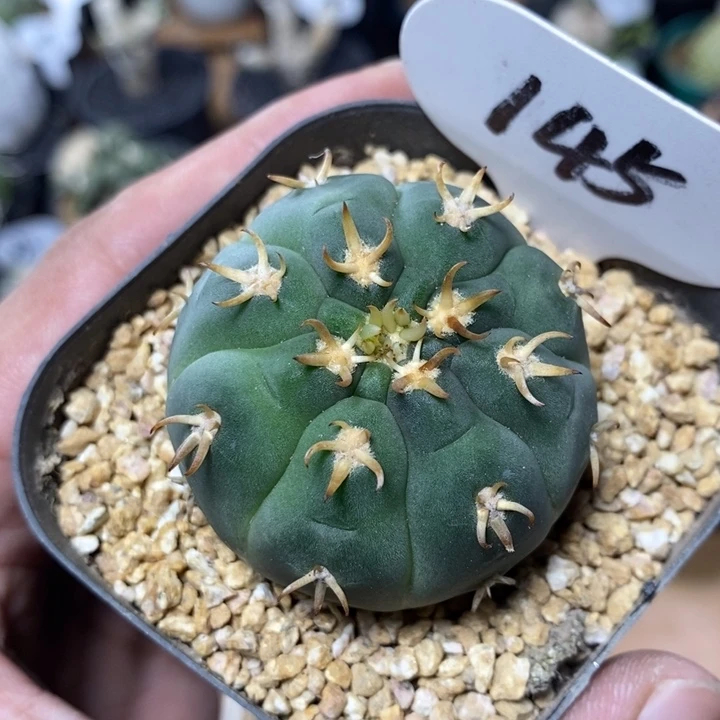 实生猫爪145号4.5cm