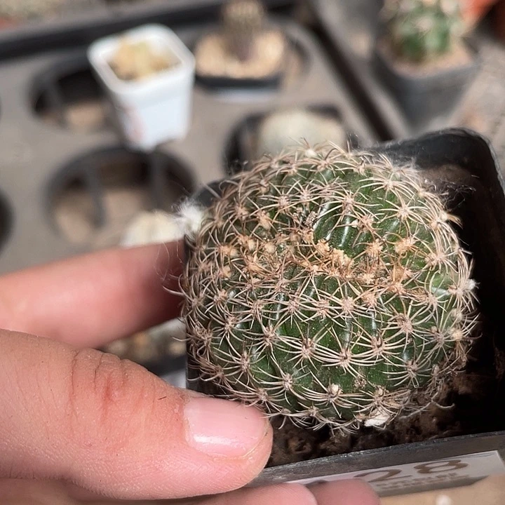 当前无花栽培后可以开花128植物