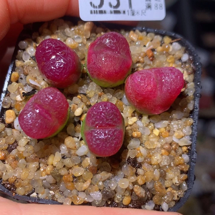 精品生石花313.531