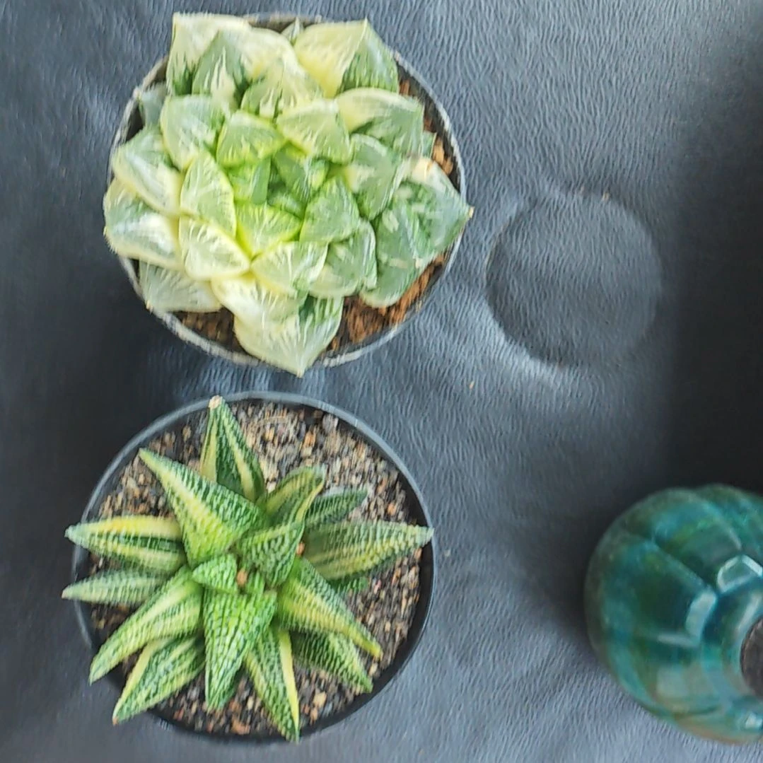 两颗多肉植物原盆土