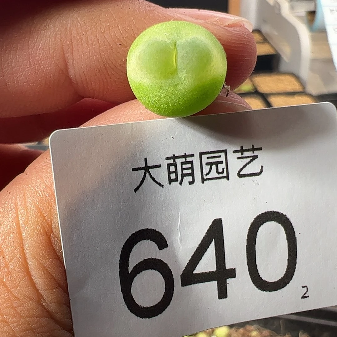 一物一拍。    640