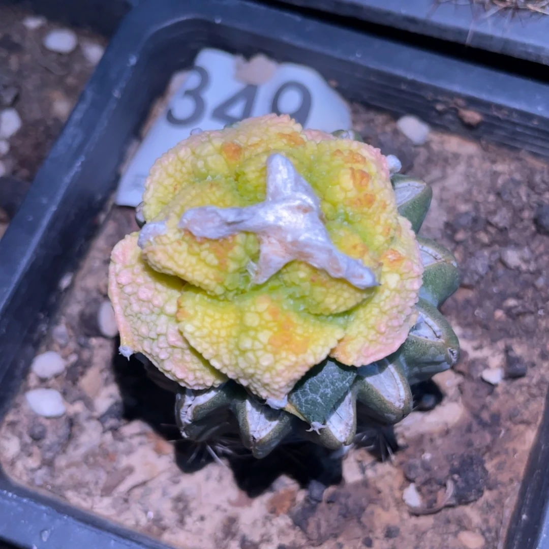 仙人球开花349 仙人球