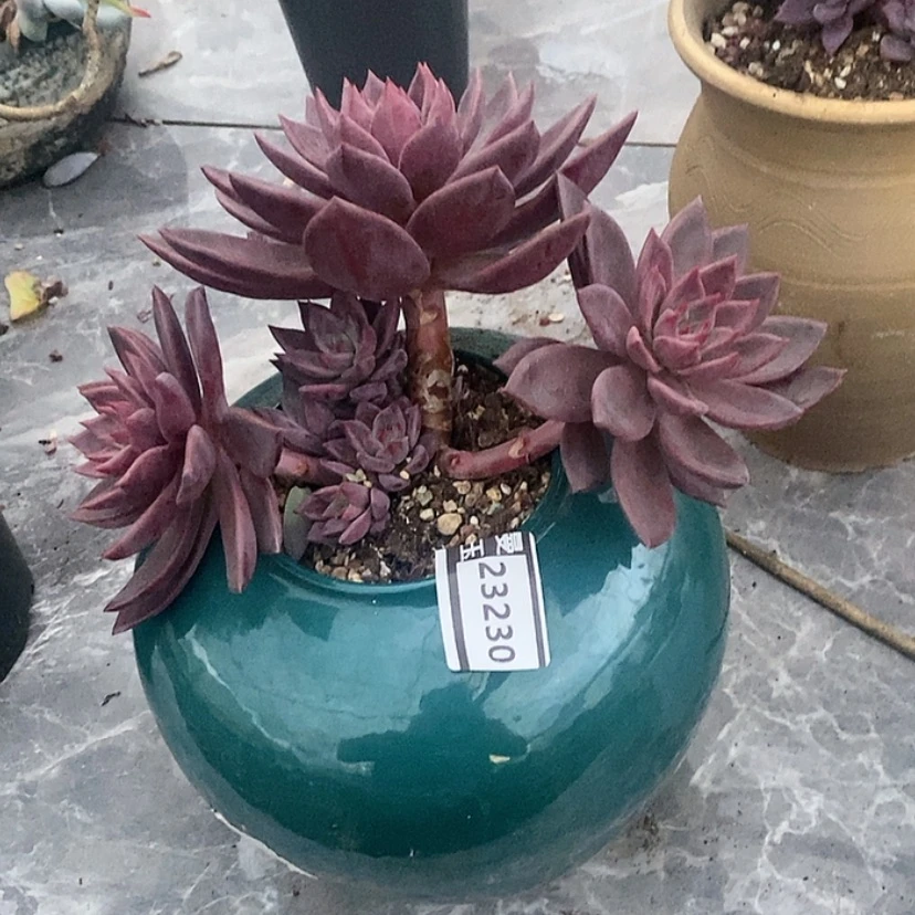 【闪购商品】红糖卡23230