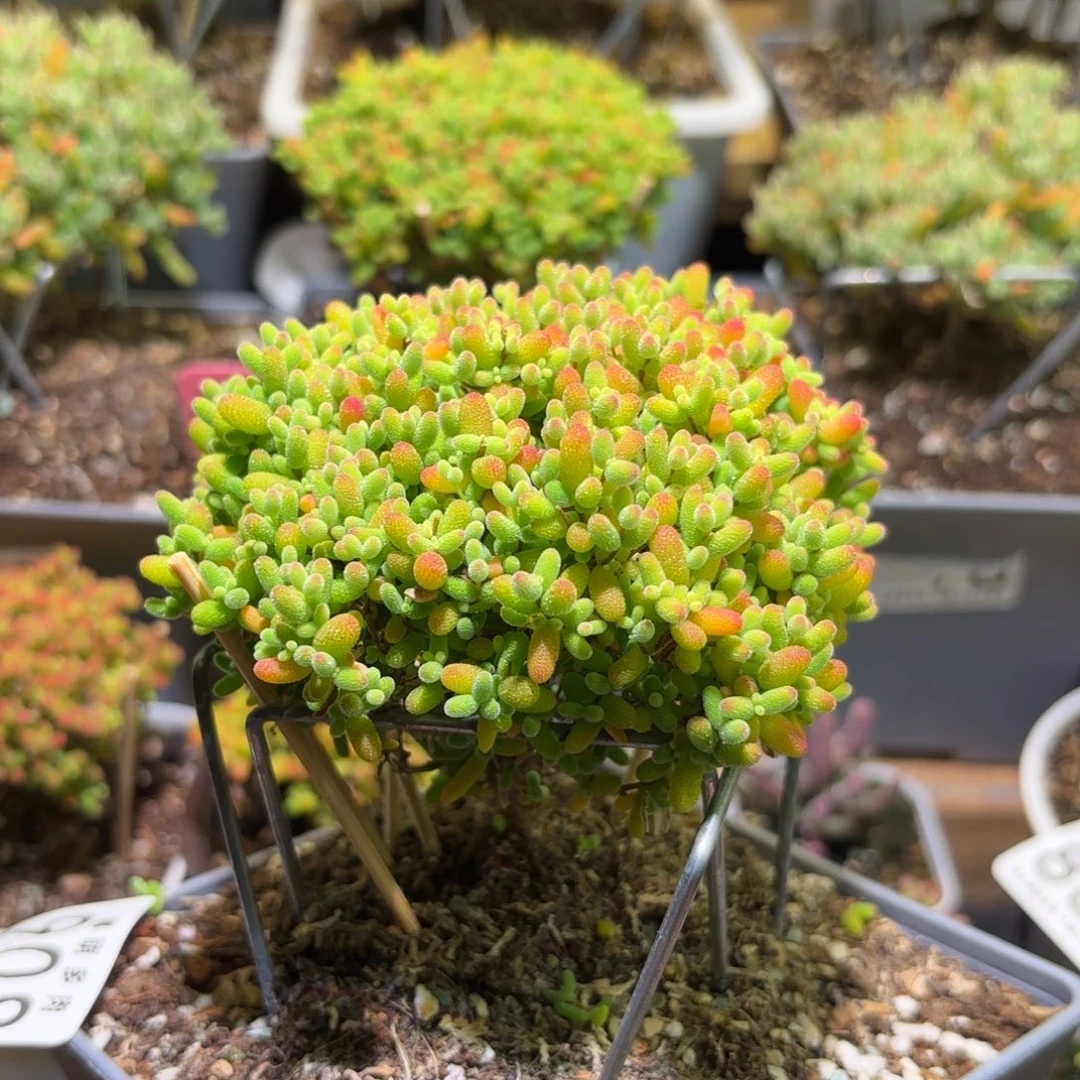 枝干番杏金桔糖球908