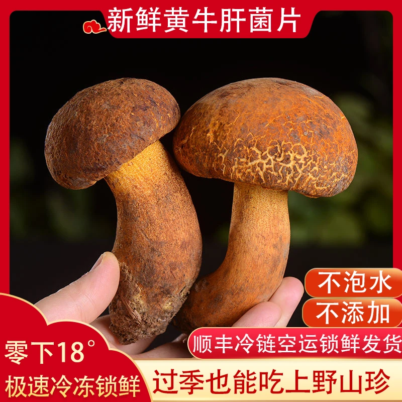 【空运包邮】新鲜见手青冰鲜黄牛肝菌云南野山菌黄赖头山珍美味菌子