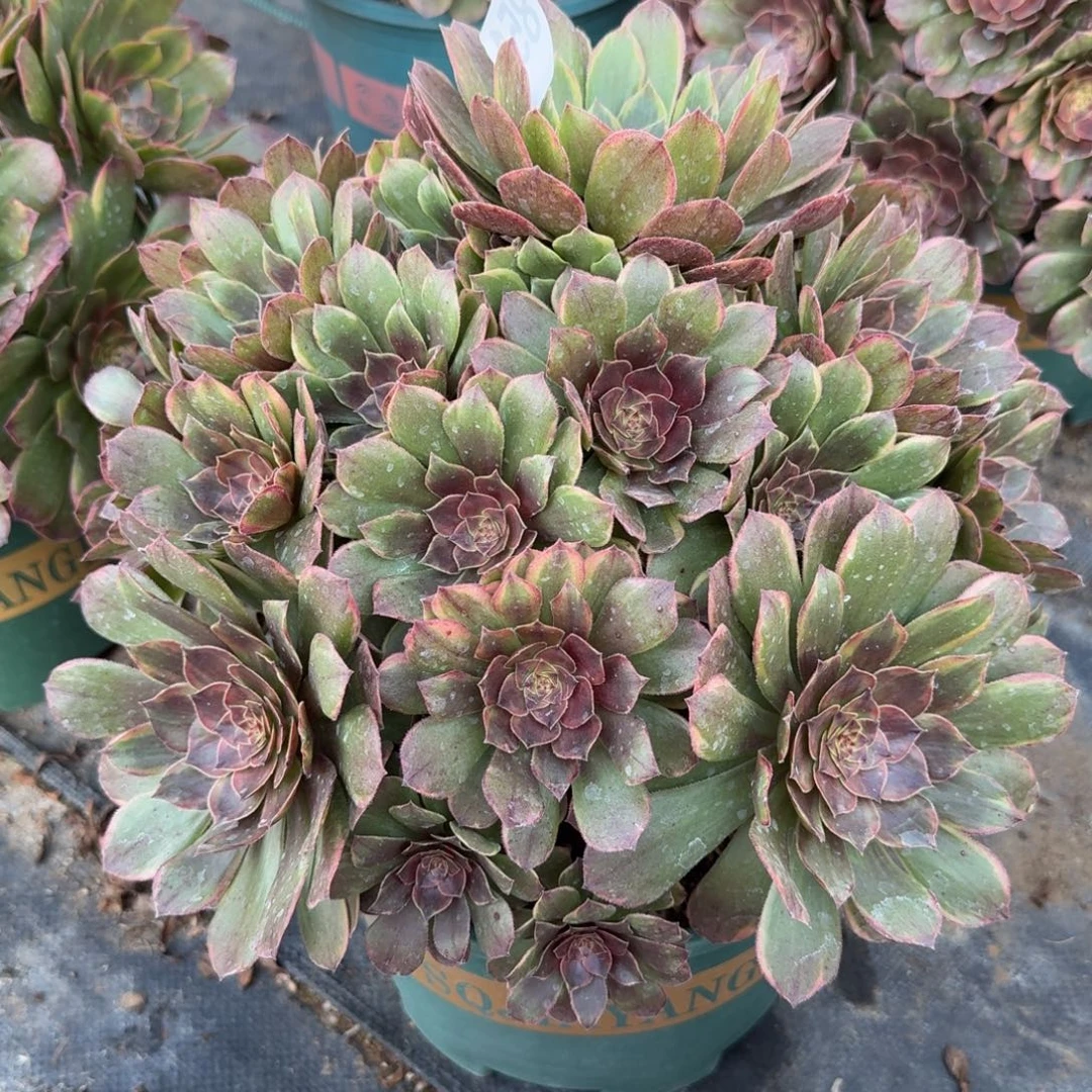 851大半夏多肉植物福利