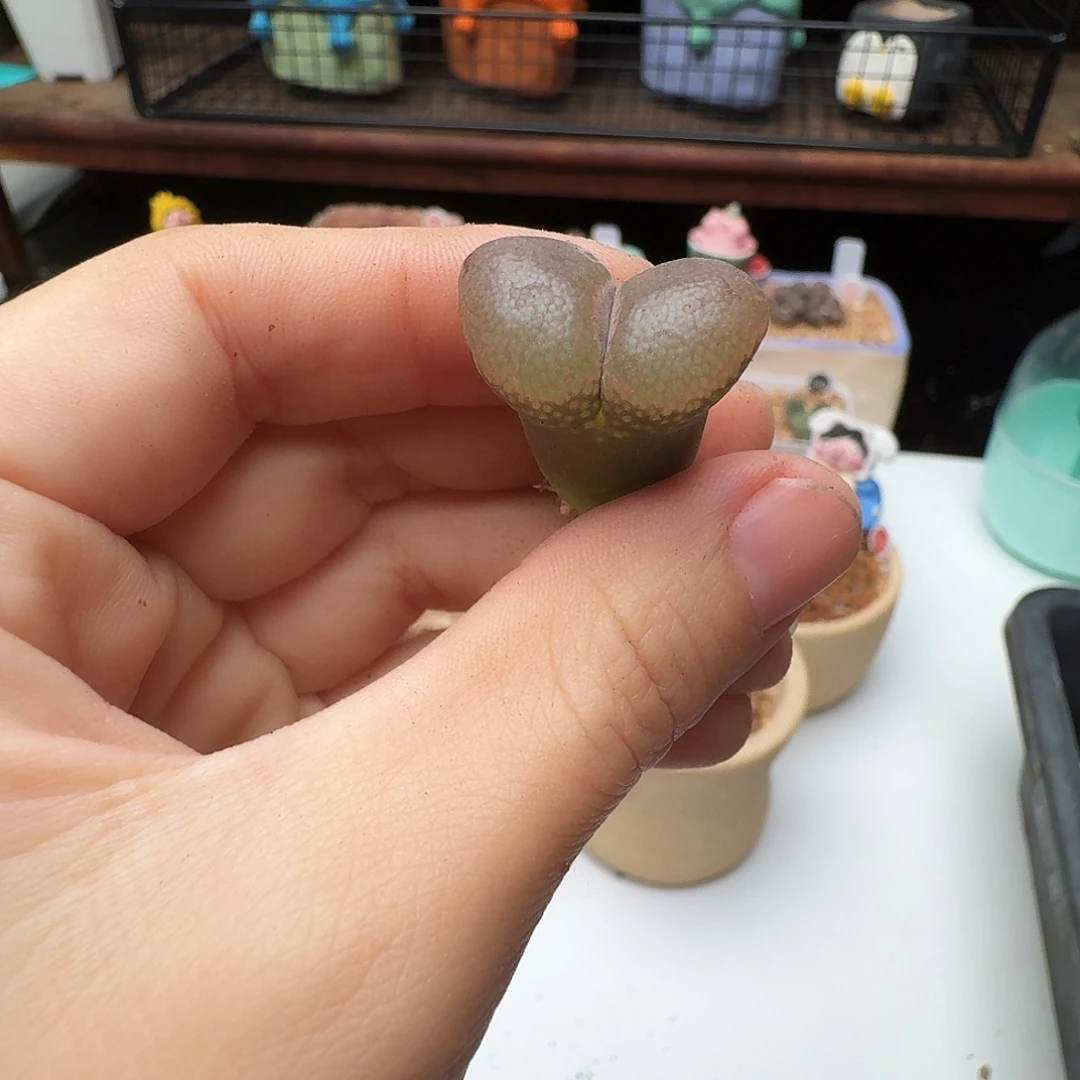 多肉植物福利风铃990