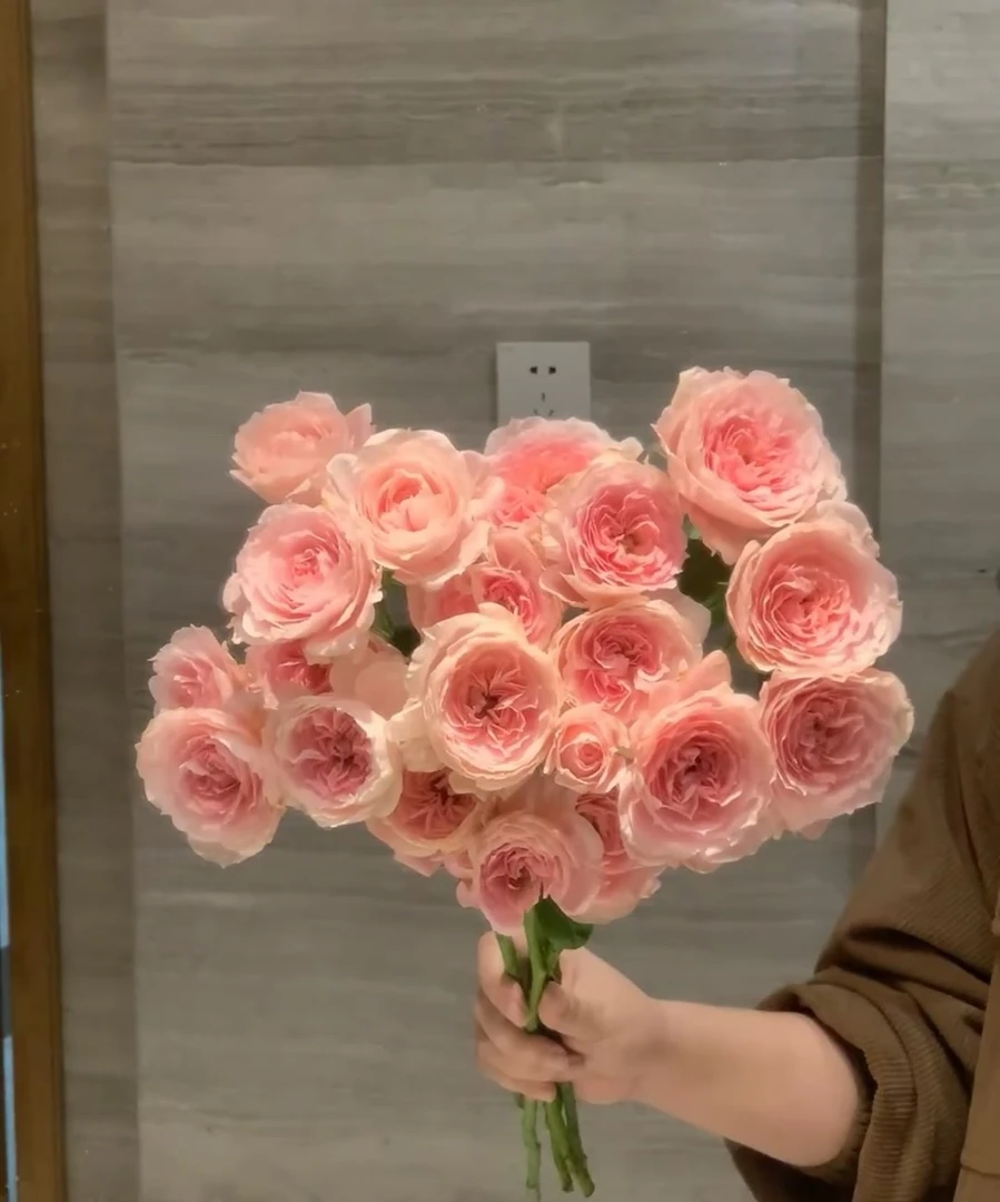 （多）玉脂 稀有玫瑰 花瓣如玉 细腻如脂