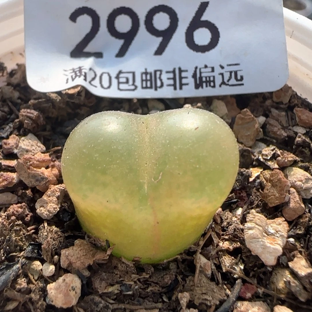 O泡。  带盆土。